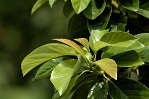 Read more about the article كيف تضاعفت مبيعات بولستار 232% عبر التجارة الإلكترونية؟