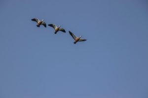 Read more about the article الانتقال من Webflow إلى WooCommerce: دليل شامل لتحقيق النمو