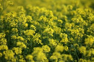Read more about the article French’s Mustard Goes Green with Minions & Monsters Campaign