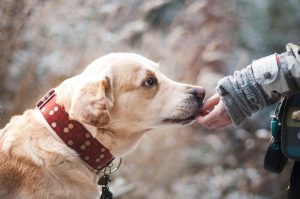 Read more about the article How Modern Loyalty Programs Drive Behavior and Revenue