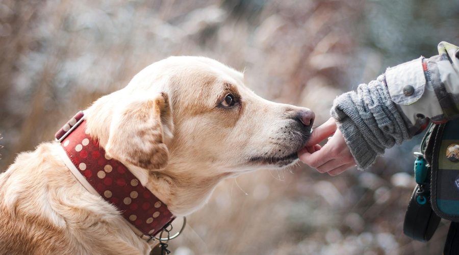 How Modern Loyalty Programs Drive Behavior and Revenue